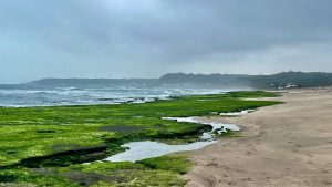 春日限定美景 走訪北海岸老梅綠石槽正綠時節