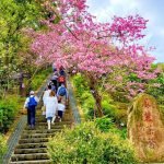 鳳凰自然教育園區粉色河津櫻盛開