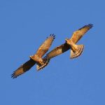 南投橫山迎壯觀鷹群