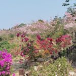 鹿谷鄉清水溝溪九重葛花道 猶如療癒花牆