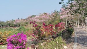 鹿谷鄉清水溝溪九重葛花道 猶如療癒花牆