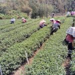 春茶品質佳 農民最重視