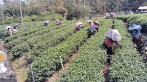 春茶品質佳 農民最重視