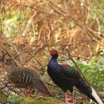 玉山園區藍腹鷴雌雄同行 山羊水鹿覓食