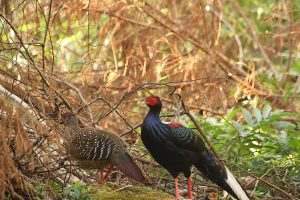 玉山園區藍腹鷴雌雄同行 山羊水鹿覓食