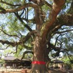 草屯七股神木病腐 跨界搶救成功