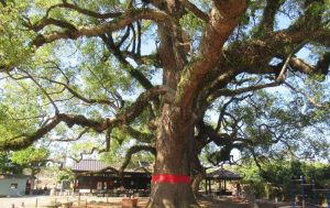 草屯七股神木病腐 跨界搶救成功