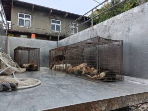 和美犬隻危害公共安全 彰縣動防所強力介入