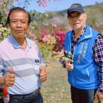 九重葛花道 鹿谷清水溝溪最新興觀光處女地