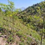 獎勵造林 受理申請至4月30日