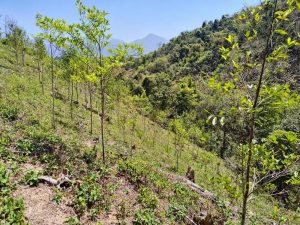 獎勵造林 受理申請至4月30日