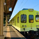 二水花旗木大爆發 鐵道櫻花廊道現身