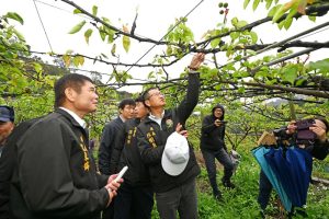 高接梨穗遭重創 鍾東錦爭取救助