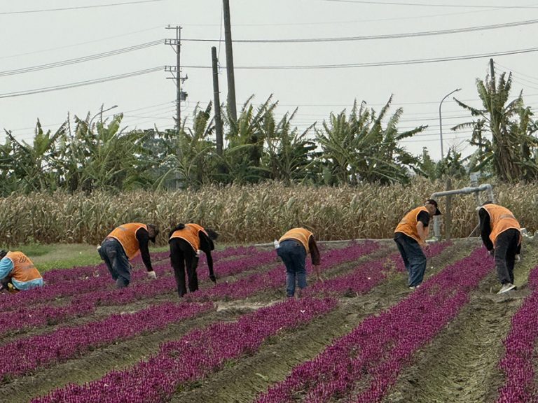 台南地檢署社會勞動人攜社區打造蜀葵花風景