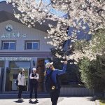 大雪山霧社櫻綻放 雪白櫻花與紅粉山櫻共譜春日浪漫