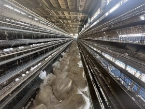 彰化縣防堵禽流感 完成芳苑鄉蛋雞場撲殺清場消毒工作