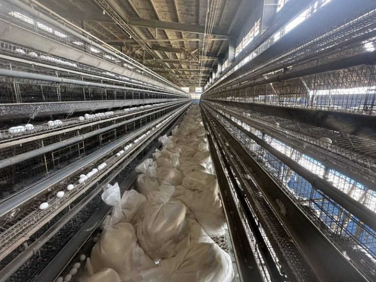 彰化縣防堵禽流感 完成芳苑鄉蛋雞場撲殺清場消毒工作