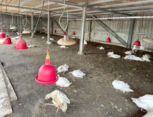 雲林水林鵝場確診禽流感 雲縣府籲請業者落實生物防疫