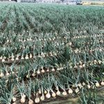 雲林洋蔥鮮甜美味 流淚也要吃