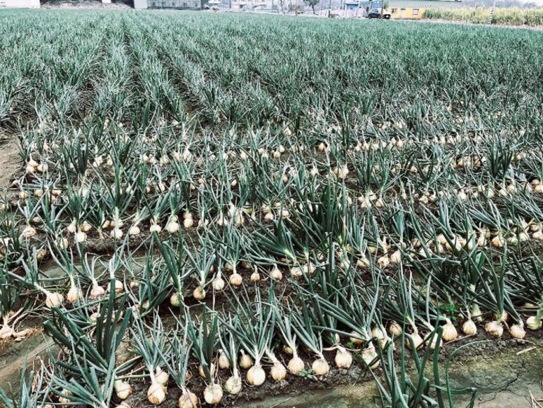 雲林洋蔥鮮甜美味 流淚也要吃