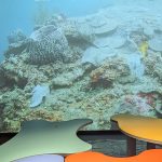 海科館建置望海巷生態地圖 水下一覽無遺