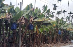 現在吃冬蕉 正是時候