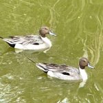 茄萣濕地最萌屁股天團 尖尾鴨「羽」你相遇