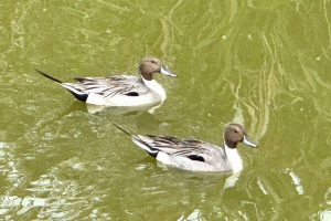 茄萣濕地最萌屁股天團 尖尾鴨「羽」你相遇