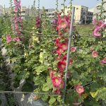 岷山里蜀葵花季現場有吃又有拿