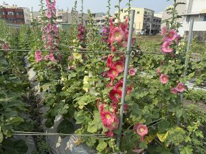 岷山里蜀葵花季現場有吃又有拿