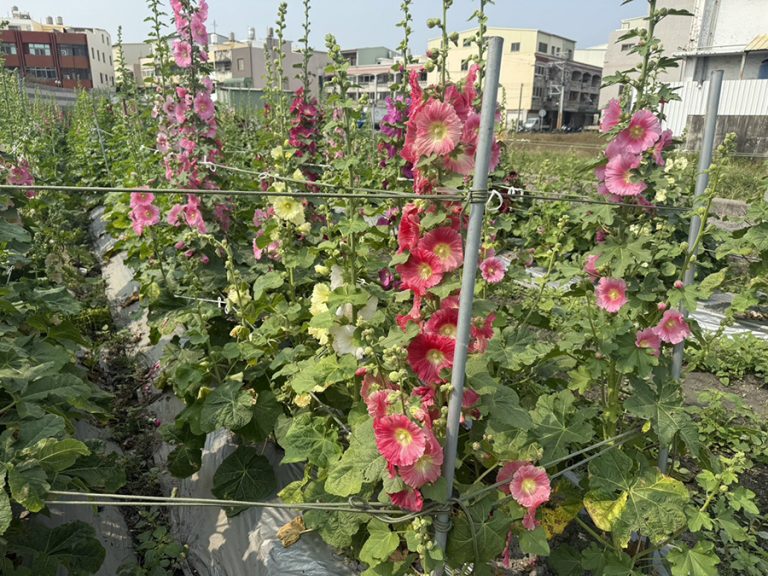 岷山里蜀葵花季現場有吃又有拿