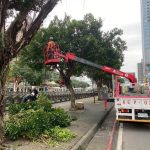 田寮河口路樹修枝 促進人鳥共存