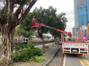 田寮河口路樹修枝 促進人鳥共存