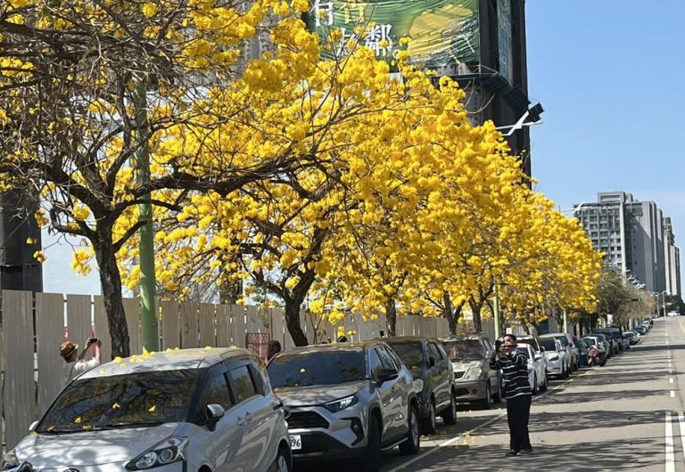 黃花風鈴木花季 台中湧現金色花海