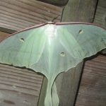 兩新種蛾類 望鄉分站現蹤