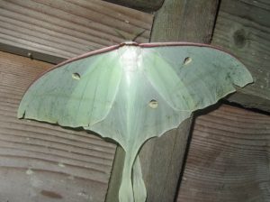 兩新種蛾類 望鄉分站現蹤