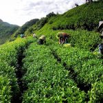 鹿谷春茶賽報名縮水農會祭抽賓士大獎