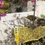 南投蒼蠅大軍入侵 居民崩潰