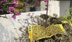 南投蒼蠅大軍入侵 居民崩潰