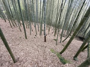 竹山鹿谷竹筍旱災損 5/12前受理現金救助