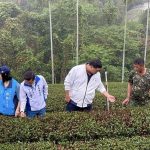 旱害衝擊南投茶產量減半 游顥籲農業部速啟救助免現勘