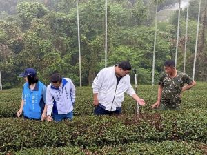 旱害衝擊南投茶產量減半 游顥籲農業部速啟救助免現勘