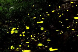 黑夜精靈圓舞曲 北橫賞螢地圖公布