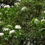 福田桐花小旅行 18日起美麗登場