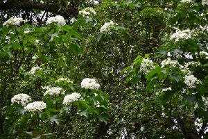 福田桐花小旅行 18日起美麗登場