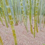 久旱春筍暴減7成 投縣府將提報公告現金救助