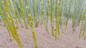 久旱春筍暴減7成 投縣府將提報公告現金救助