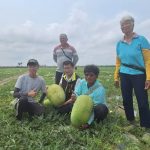 張明寶巡視西瓜田 助提升學甲西瓜品牌