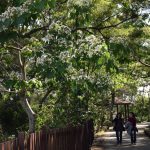 外埔水流東油桐花盛開 遊客如潮