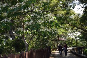 外埔水流東油桐花盛開 遊客如潮